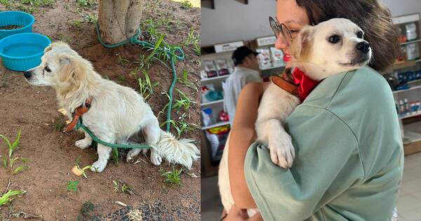 La Nación / ¡Final feliz! Abandonaron a una perra, pero encontró hogar gracias a X