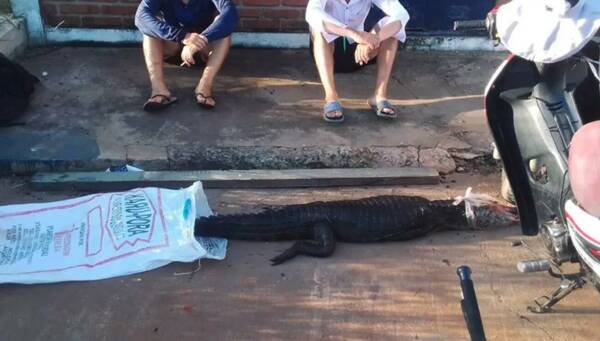 Los atraparon gracias a un yacaré: estaban más complicados que “zorro” coimeando
