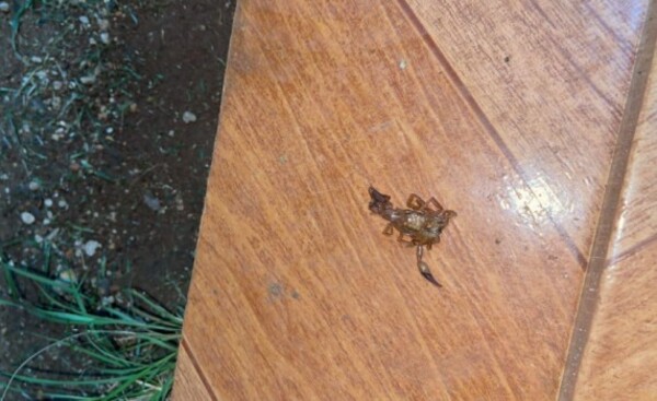 Aparecen alacranes en el barrio Santa Ana de Ciudad del Este