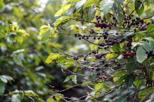 La producción brasileña de café creció un 8,2 % en 2023 - MarketData
