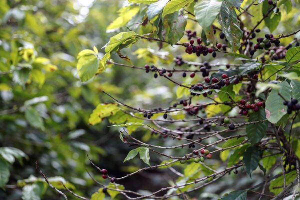 La producción brasileña de café creció un 8,2 % en 2023 - MarketData