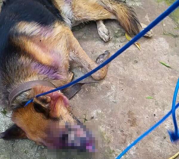 Maltrato animal: dos perros con heridas graves en el Este - ABC en el Este - ABC Color