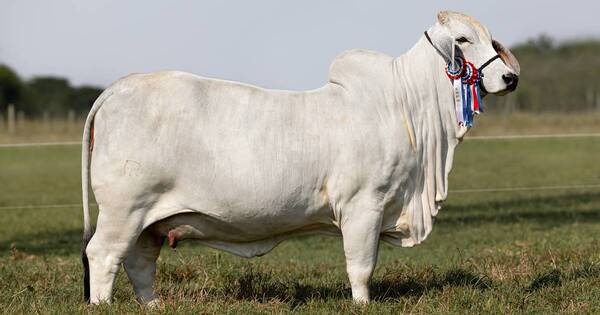 La Nación / Vaca Brahman se alzó con el segundo puesto en competencia mundial