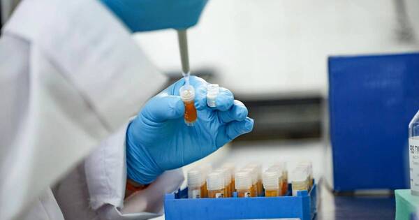 La Nación / Aconsejan vacunar contra encefaliomelitis equina con productos habilitados por Senacsa