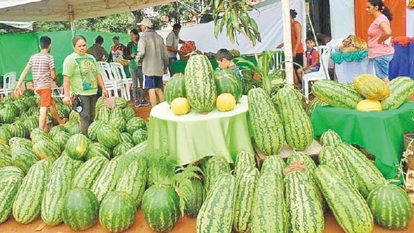 Tavapy se prepara para vivir nueva edición de Expo Sandía
