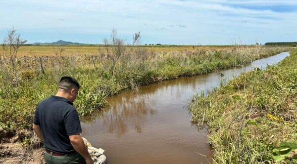 Mortandad de peces en Misiones: ordenan destrucción de represa agrícola