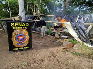 Diario HOY | Senad destruye más de 13 toneladas de marihuana en Amambay