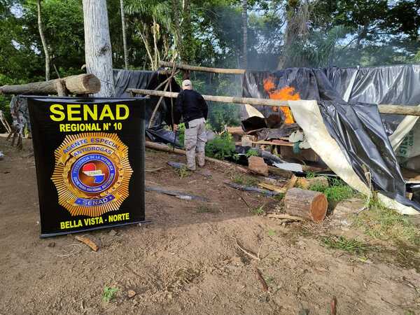 Diario HOY | Senad destruye más de 13 toneladas de marihuana en Amambay