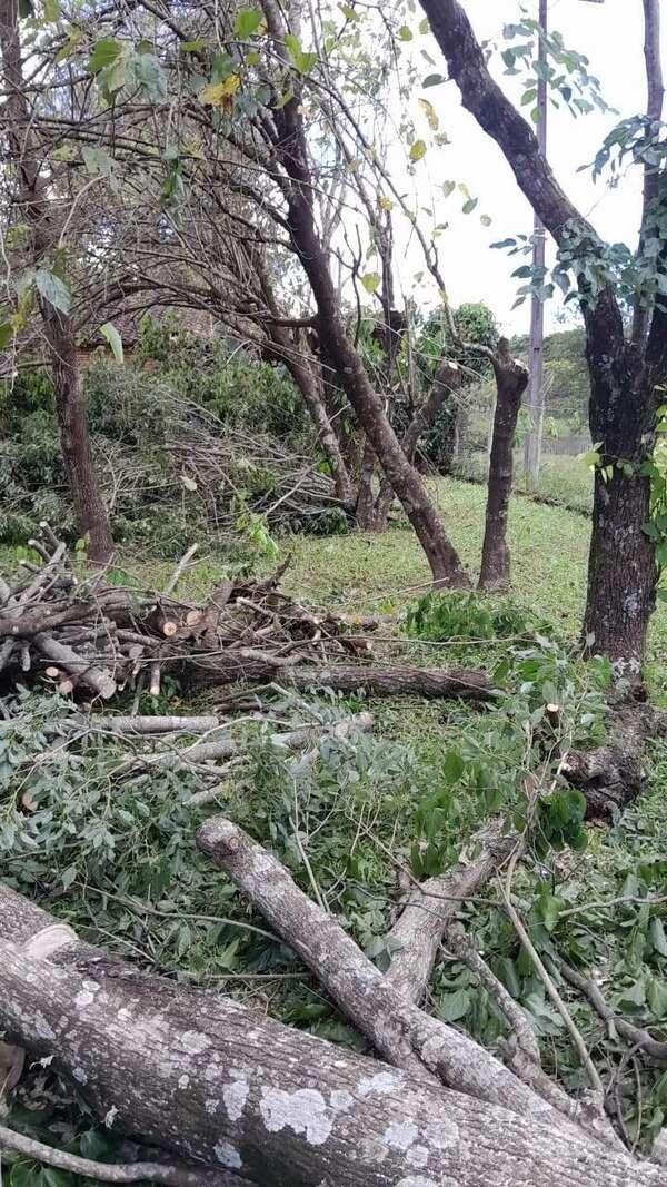 Mutilaron árboles y palmeras dentro de una propiedad en Tavai - Nacionales - ABC Color