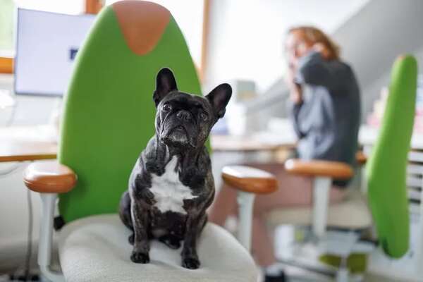 ¿Con el perro a la oficina? Una tendencia en aumento en Alemania - Mascotas - ABC Color