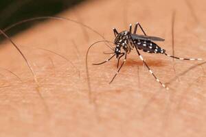 Concientización y prevención ante el aumento de casos de dengue en el Chaco Central
