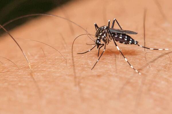 Concientización y prevención ante el aumento de casos de dengue en el Chaco Central