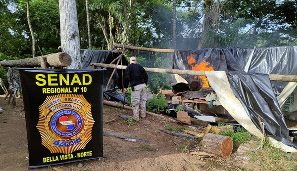 SENAD destruye más de 13 toneladas de marihuana y campamentos en Amambay