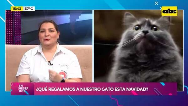 ¿Qué regalamos a nuestro gato en esta navidad? - ABC TV - ABC Color