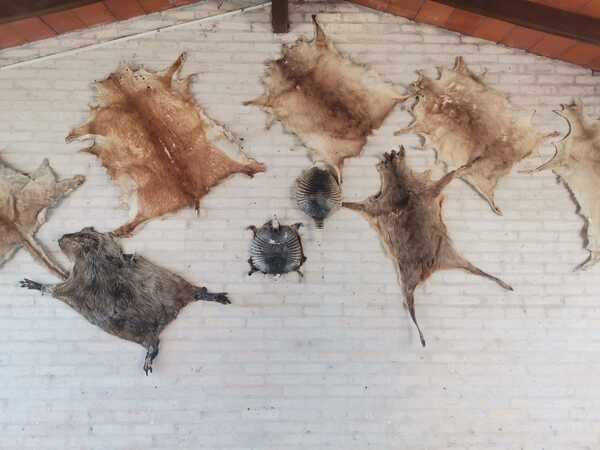 Incautan pieles de animales en aparente peligro de extinción que se exhibían en Fernando | 1000 Noticias