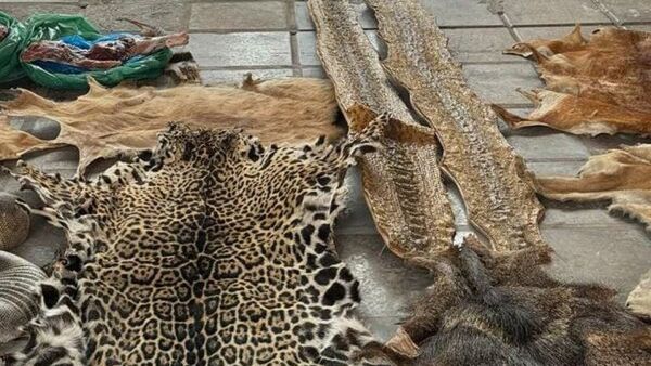 Fiscalía allana vivienda e incauta varias pieles de animales silvestres