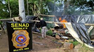 Senad destruye más de 13 toneladas de marihuana en Amambay