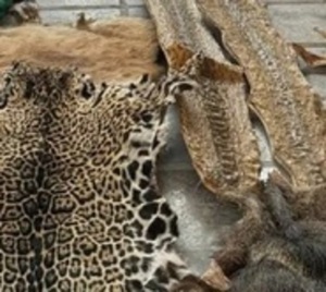 Incautan pieles de animales silvestres en una vivienda - Paraguay.com