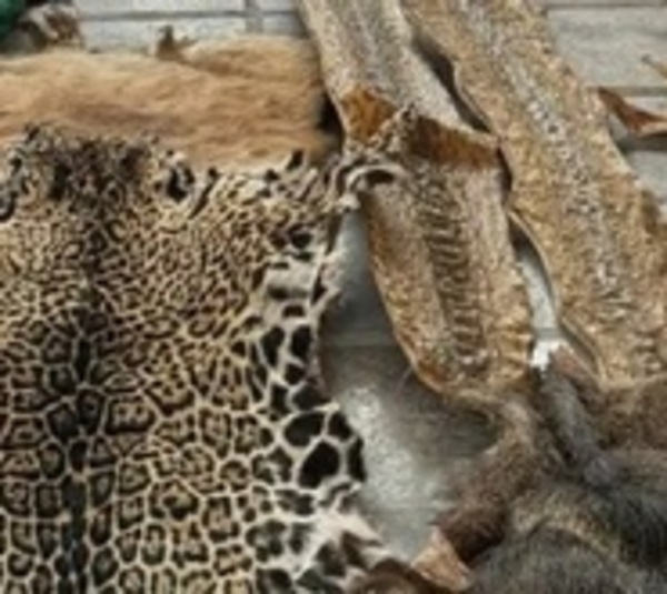 Incautan pieles de animales silvestres en una vivienda - Paraguay.com