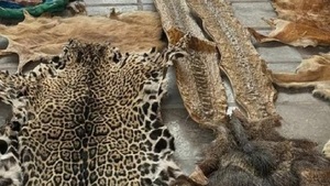 Incautan pieles de animales silvestres en una vivienda en Fernando de la Mora - Noticias Paraguay