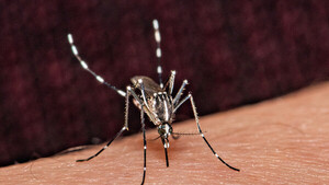 Diario HOY | Alerta dengue: se registran 1.605 afectados en las últimas semanas