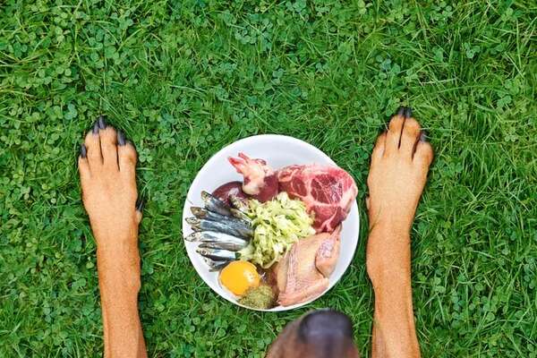 Cuatro platos de comida casera para hacerle a tu perro - Mascotas - ABC Color