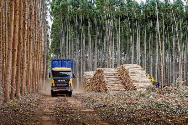 Diario HOY | Los altibajos marcaron el año para la foresto industria paraguaya, evalúa el sector