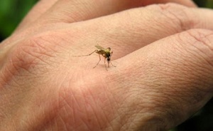 Declaran alerta epidemiológica por aumento de casos de dengue