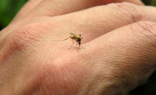 Declaran alerta epidemiológica por aumento de casos de dengue