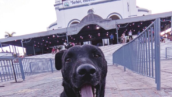 “Perros peregrinos” siguieron a promeseros y se perdieron