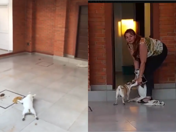 (VIDEO). ¡Criminal! Un perrito muere por falta de agua en una casa toda encerrada