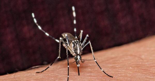 La Nación / Activan alerta epidemiológica por aumento de casos de dengue