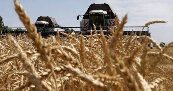 La Nación / Envíos de trigo caen más del 30 % al cierre de noviembre
