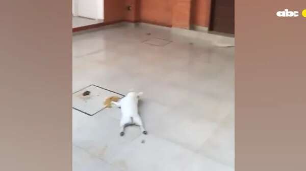 Video: dejaron morir a un perro por falta de agua durante intenso calor, denuncian - Mascotas - ABC Color