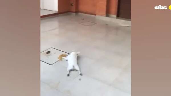 Video: dejaron morir a un perro por falta de agua durante intenso calor, denuncian - Mascotas - ABC Color