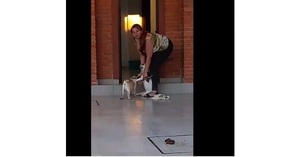 Negligencia fatal causa la muerte de un perrito en Asunción