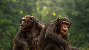 Los simios no olvidan a sus amigos, según revela un estudio