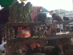 Diario HOY | Plantean ordenanza que prohíba venta de animales en los mercados