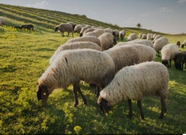 Faenamiento Clandestino de Ovejas en Granja de Concejal Municipal