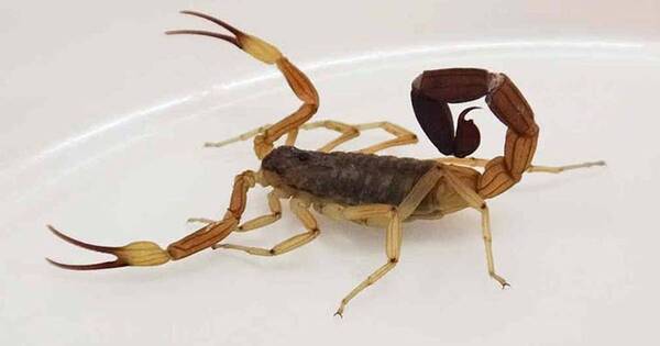 La Nación / En días de calor aparecen alacranes
