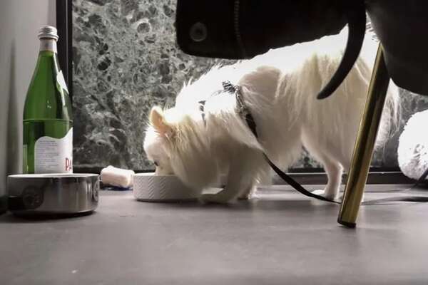“Fiuto”, el primer restaurante de Italia para perros y personas - Mascotas - ABC Color
