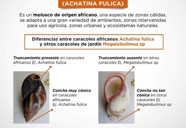 Caracol gigante africano: conozca las medidas de protección y como identificarlo