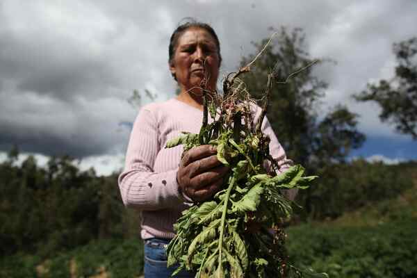 Las sequías acentuadas por El Niño profundizan las brechas de pobreza en Perú - MarketData