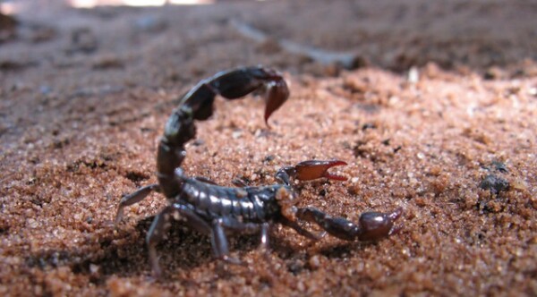 Diario HOY | El calor y la humedad promueven la aparición de alacranes