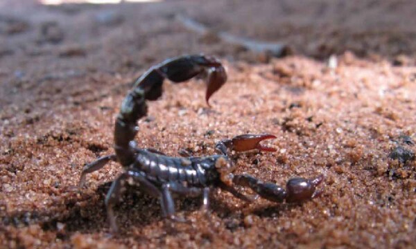 El calor y la humedad promueven la aparición de alacranes – Prensa 5