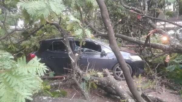 Caída de árbol deja un herido y vehículos dañados en Ciudad del Este - ABC en el Este - ABC Color