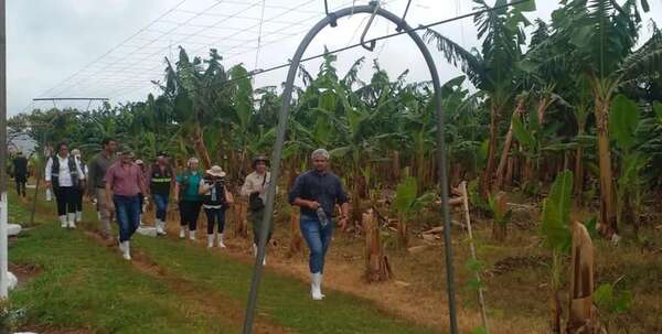 Yrybucuá: Gobierno de Chile muestra interés en comprar banana sampedrana - Nacionales - ABC Color