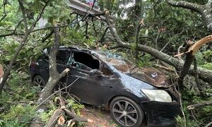 Añoso árbol cae sobre vehículos en el centro de CDE