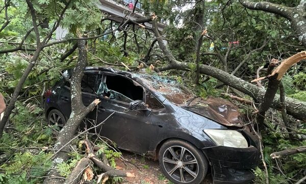 Añoso árbol cae sobre vehículos en el centro de CDE