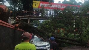 Motociclista queda herido tras chocar contra un árbol caído